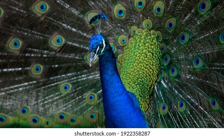 276 453件の 孔雀 の画像 写真素材 ベクター画像 Shutterstock
