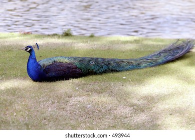 peacock sitting