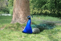 Peacock Sitting At The Foot Of A Tree In Clères Park Staring At The Lens