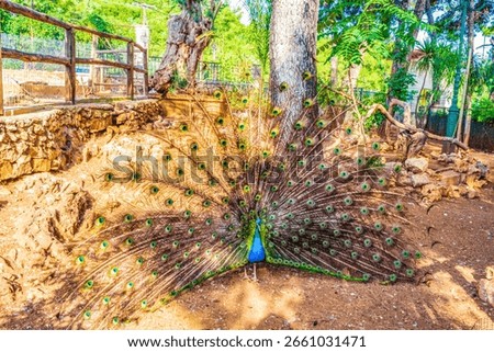 Peacock with spread tail standing at Monastery of Faneromeni garden,Historic mountain monastery with an ornate interior scenic views and a small zoo.Lefkada,Greece,June 14th 2015