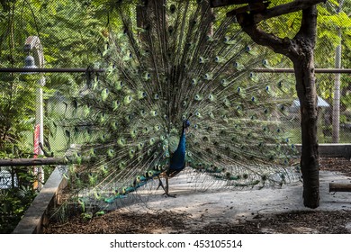 Peacock spread tail-feathers
