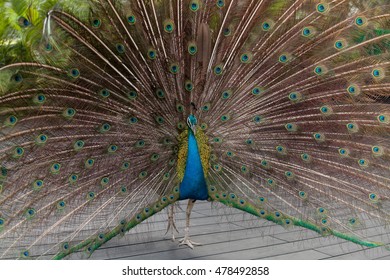 Peacock spread tail-feathers