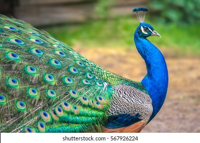 Peacock with spread wings in profile. - Powered by Shutterstock