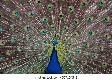 peacock spreading its tail/proud peacock/blue peacock - Powered by Shutterstock
