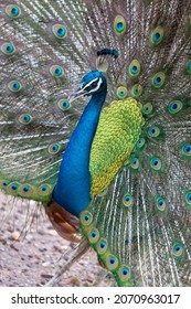 A Peacock In Sri Lanka Displaying Its Tail Feathers As A Mating Ritual 