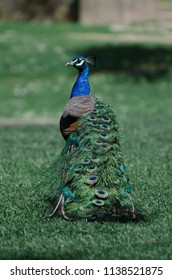 Peacock Standing His Back Looking Camera Stock Photo 1138521875 ...