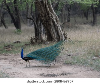 Peacock standing on a forest path with vibrant plumage
