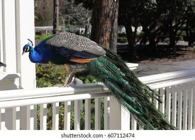 Peacock Standing On Plantation House Porch