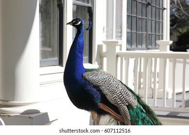 Peacock Standing On Plantation House Porch