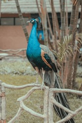 Peacock Staring At The Camera