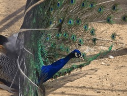 A Peacock Staring Forward With Its Feathers Out.
