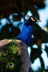 Peacock Staring At The Lenses