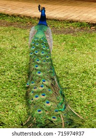 Peacock Tail