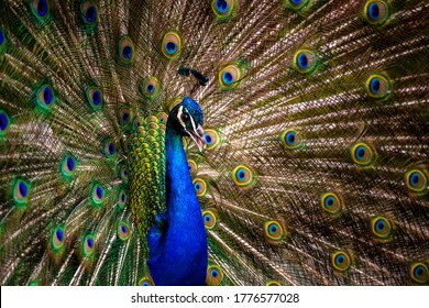Peacock tail. Elegant colourful peacock portrait