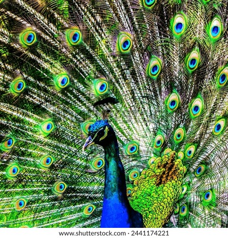 a peacock tail is fanned [[stock_photo]] © 