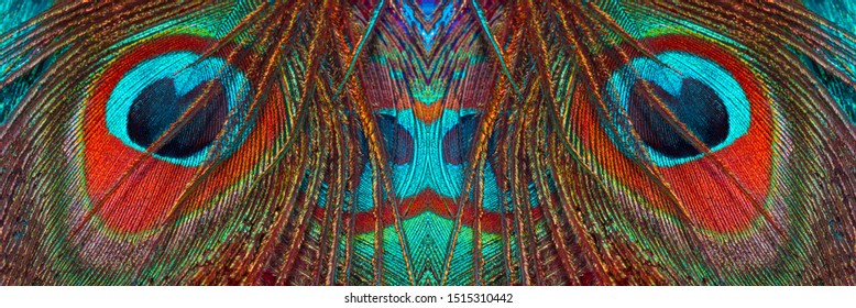 Peacock Tail. Peacock Feathers Close Up. Pattern On Bird Feathers. Abstract Pattern With Feathers. Banner.