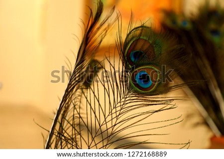 Similar – Image, Stock Photo Cat in the bush Bushes