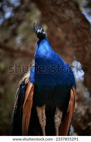 Similar – Foto Bild Schönheit in Blau Pfau