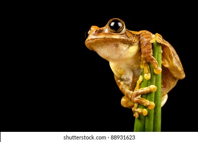 Peacock Tree Frog