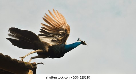 孔雀 飛ぶ の写真素材 画像 写真 Shutterstock