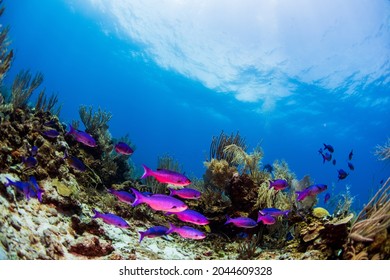 Peacock wrasses swimming over the reef - Shutterstock ID 2044609328
