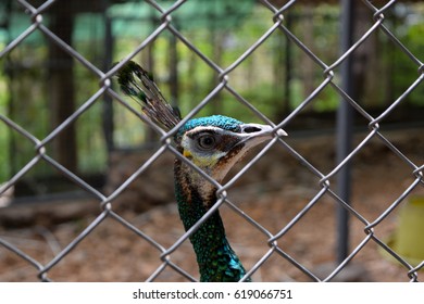 The Peacock In The Zoo Cage