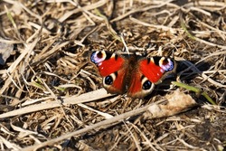 Peacock-butterfly (Vanessa Io) Flies In Early Spring At Very Beginning Of Swarning. Butterflies Overwinter In Imago Stage. North-East Of Europe, Boreal Forest Zone (taiga). Frightening Look Of Eye
