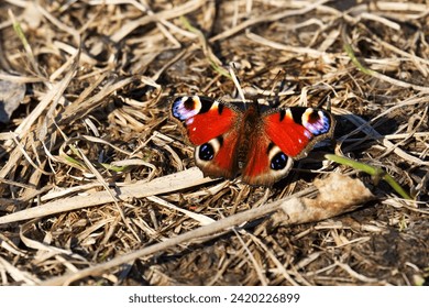 Peacock-butterfly (Vanessa io) flies in early spring at very beginning of swarning. Butterflies overwinter in imago stage. North-East of Europe, boreal forest zone (taiga). Frightening look of eye