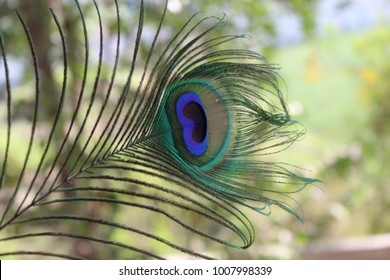 Peacockfeather Image HD