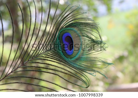 Peacockfeather Image HD