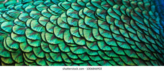 280,373 Peacock Images, Stock Photos & Vectors 