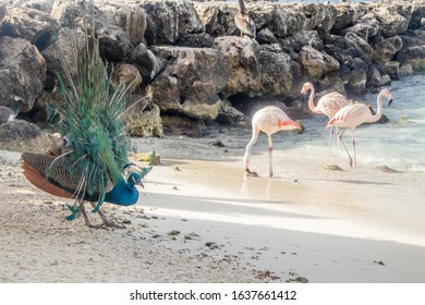 Peacocks And Flamingos On De Palm Island, Aruba