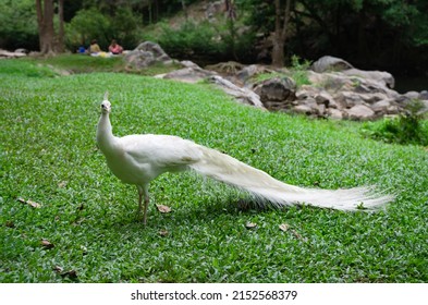 1,232 Peacock forest wallpaper Images, Stock Photos & Vectors ...