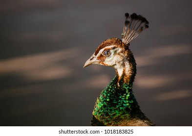 Peacocks are looking