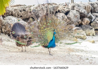 Peacocks On De Palm Island, Aruba