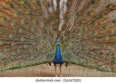 Peacock's tail plumage, one of the beautiful birds in the would.  - Shutterstock ID 2161472031