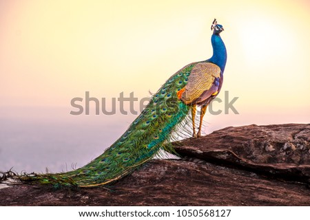 Peacocks are very colorful