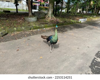 Peafowl is a common name for three bird species in the genera Pavo and Afropavo within the tribe Pavonini of the family Phasianidae, the pheasants and their allies.  - Shutterstock ID 2253114251