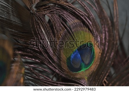 Peafowl is a common name for three bird species in the genera Pavo and Afropavo within the tribe Pavonine of the family Phasianidae, the pheasants and their allies. Male peafowl are referred to as pea