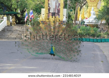 Peafowl is a common name for three bird species in the genera Pavo and Afropavo within the tribe Pavonini of the family Phasianidae (the pheasants and their allies). 
