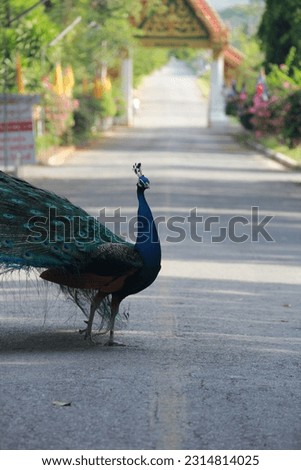 Peafowl is a common name for three bird species in the genera Pavo and Afropavo within the tribe Pavonini of the family Phasianidae (the pheasants and their allies). 