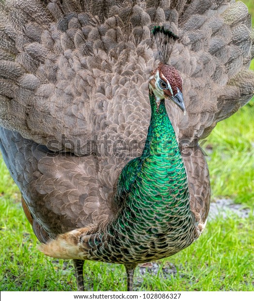 Peafowl Include Three Species Birds Genera Stock Photo Edit - 