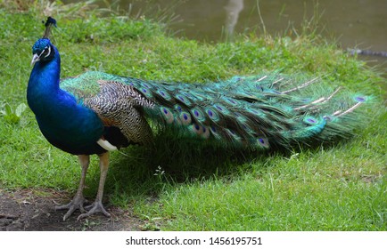 1,731 Asiatic birds Images, Stock Photos & Vectors | Shutterstock