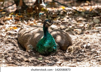 335 Peahen and chicks Images, Stock Photos & Vectors | Shutterstock