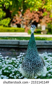 Peahen In El Retiro Park, Madrid. 