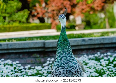 Peahen In El Retiro Park, Madrid. 