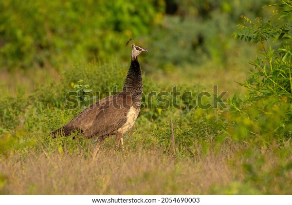 peahen searching\
for something in our back\
yard