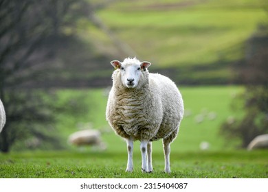Peak District Sheep 