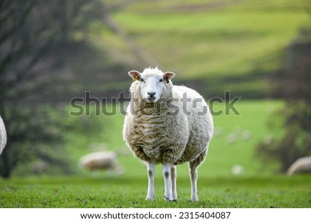 Peak District Sheep  商業照片 © 