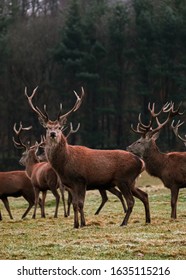 Peak District Stag, Chatsworth, UK